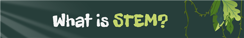 stem